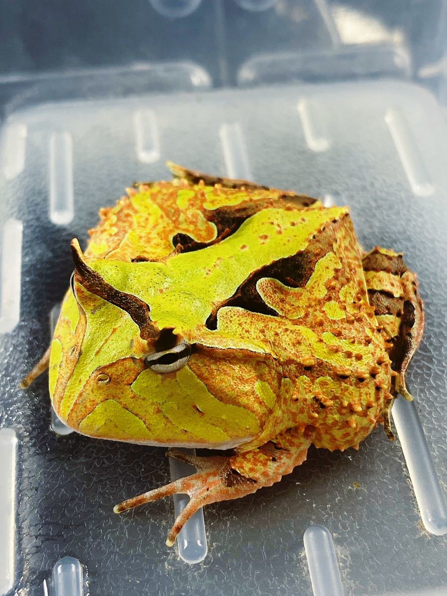 純血！ ① アマゾンツノガエル 生体 CB グリーン 両生類 カエル 蛙