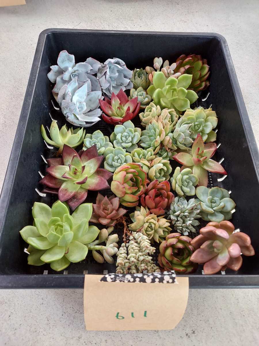 新品 韓国多肉植物 韓国苗 エケベリア Echeveria 24 611 多肉植物 寄せ植えに お名前つきません 岡山在庫 8 16岡山発送 の落札情報詳細 ヤフオク落札価格情報 オークフリー スマートフォン版