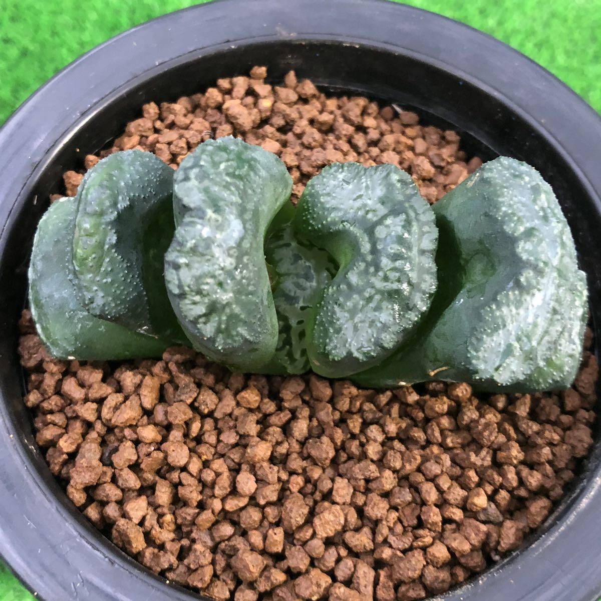 ≧∇≦）多肉植物 ハオルチア 玉扇 大黒の落札情報詳細 - Yahoo