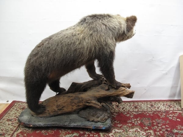 ♪北海剥製標本社 小熊 剥製 子熊 札幌♪