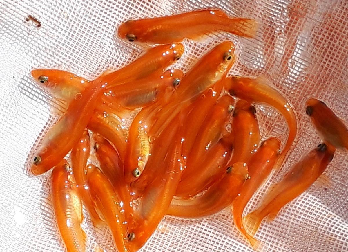 未使用 匹 最高品質 紅帝楊貴妃メダカ 3ｃｍ ヤマト60サイズ の落札情報詳細 ヤフオク落札価格情報 オークフリー スマートフォン版