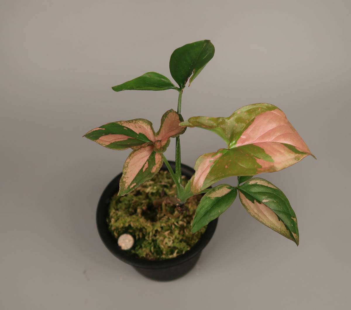 未使用 詳細 Sale シンゴニウム Syngonium Pink Splash の落札情報詳細 ヤフオク落札価格情報 オークフリー スマートフォン版