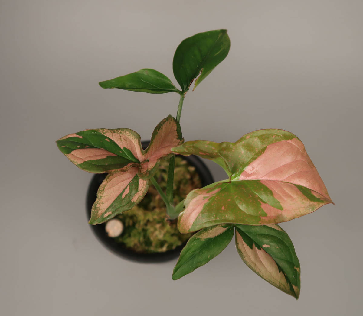 未使用 詳細 Sale シンゴニウム Syngonium Pink Splash の落札情報詳細 ヤフオク落札価格情報 オークフリー スマートフォン版