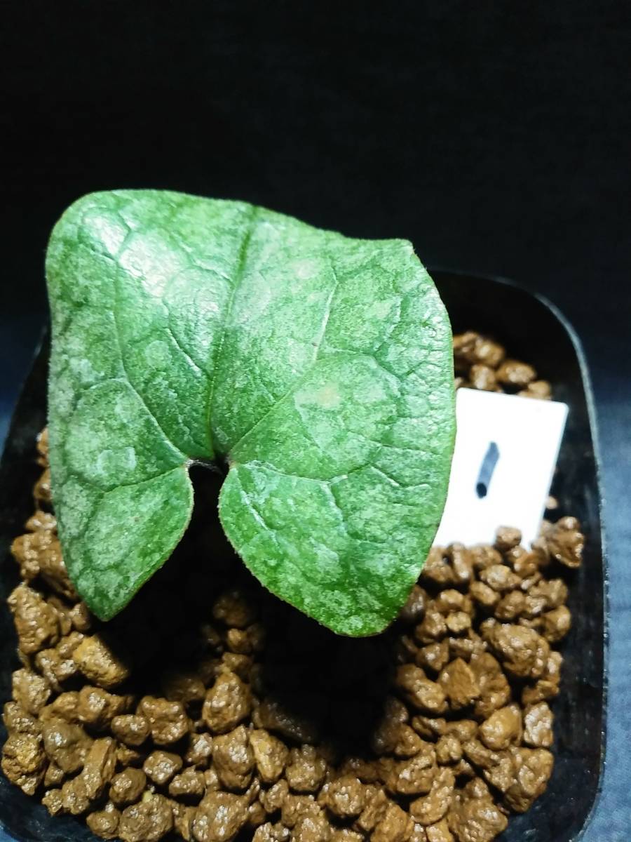 斑入り　カンアオイ　タマノカンアオイ　銀紫晃(ぎんしこう) 斑入り カンアオイ タマノカンアオイ 銀紫晃(ぎんしこう) 【公式通販】