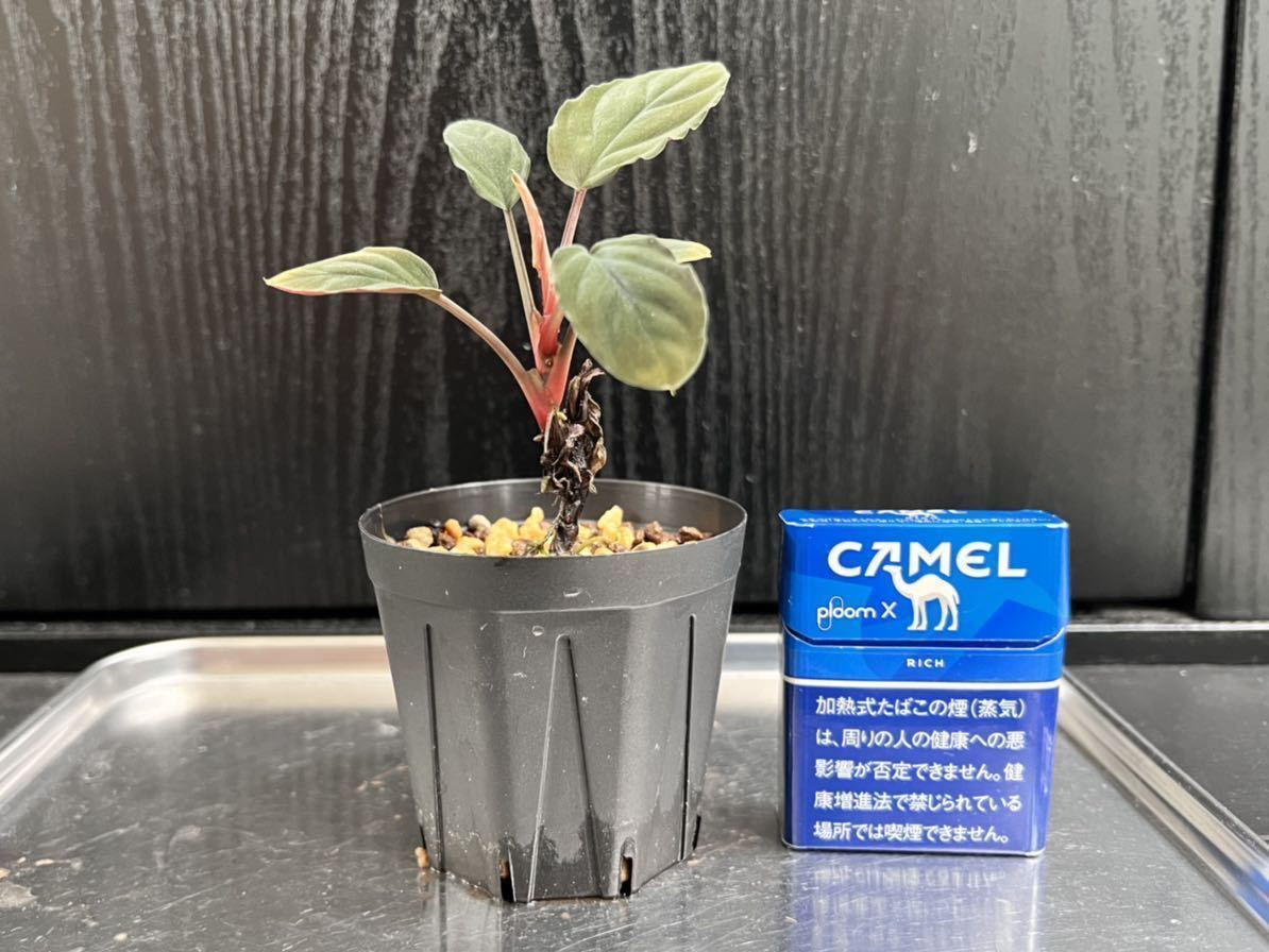 ホマロメナ サンシャイン ナタル グリフォン Homalomena sp.