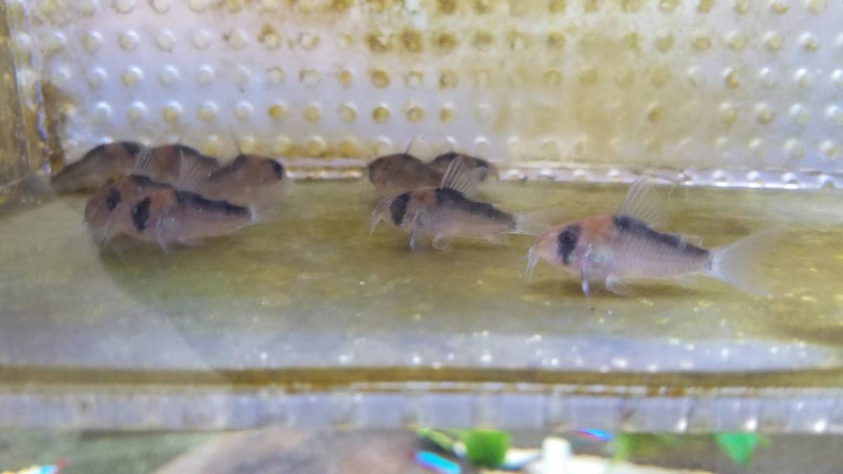 コリドラス イルミネータスグリーン 3 5 4 0cm ブリード 5匹セット Www Carolinetrudelco Com