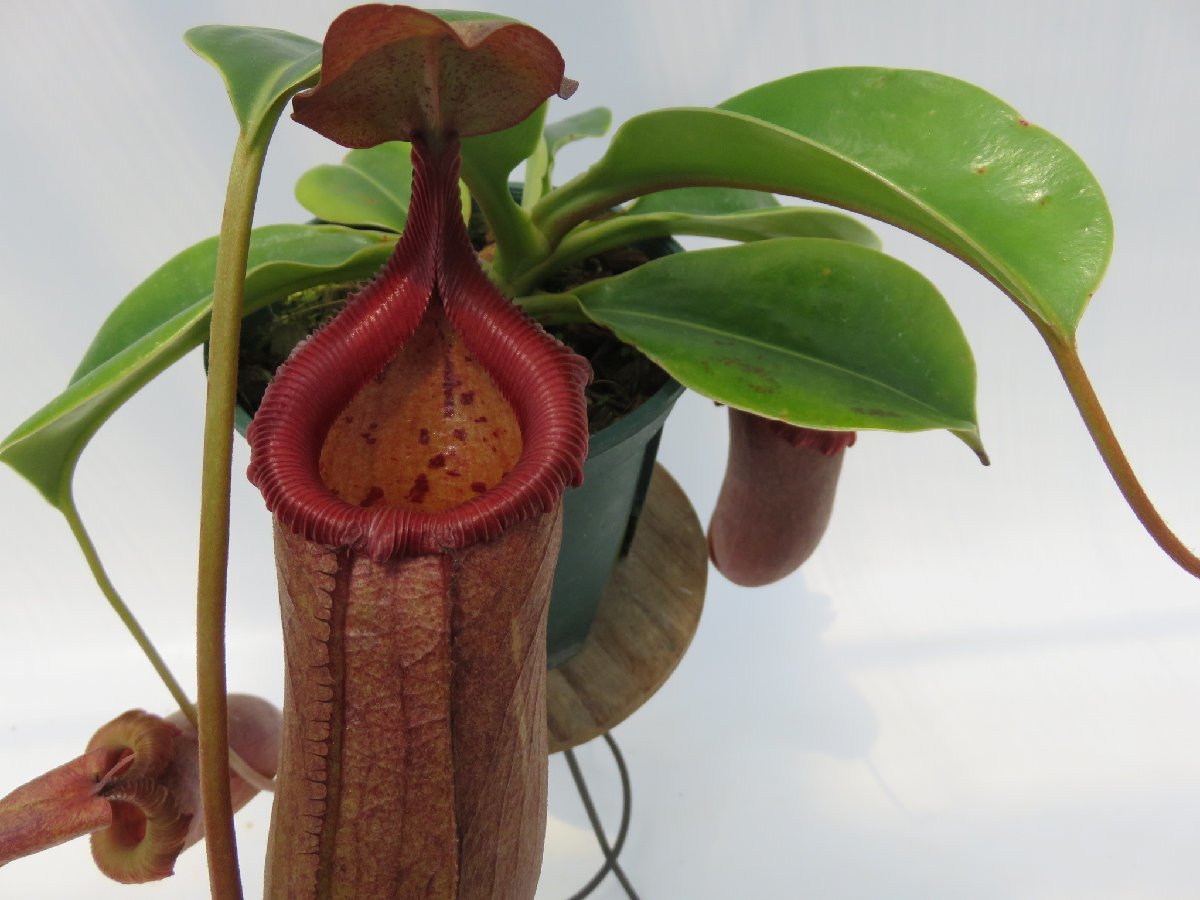 食虫植物 ハエトリソウ D 白花カペンシス には子株も出ています プラ鉢ごと 生水苔 予約販売品 D 白花カペンシス 食虫植物 ハエトリソウ D 白花カペンシス には子株も出ています プラ鉢ごと 生水苔 予約販売品 D 白花カペンシス