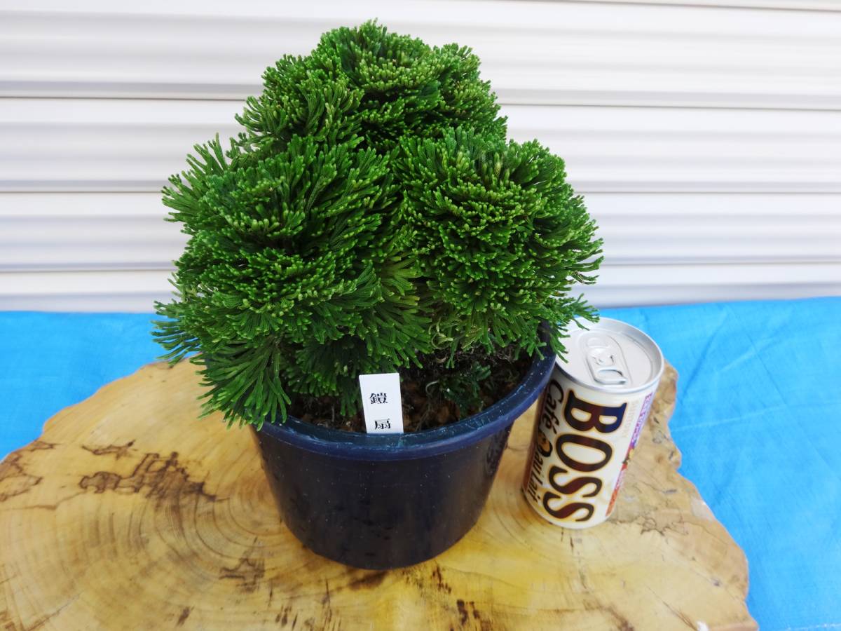 イワヒバ2年苗 18株(抜き苗) [岩ヒバ 岩檜葉 岩松 盆栽] 岩松盆栽、