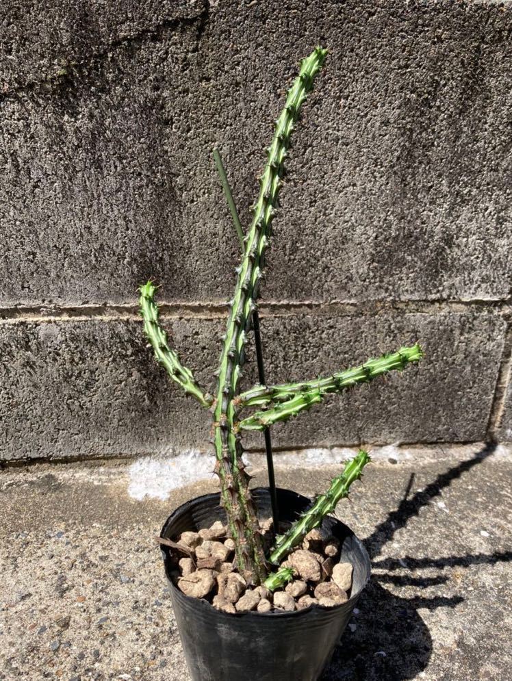 目立った傷や汚れなし】【多肉植物】ユーフォルビア属 ソマリア ...