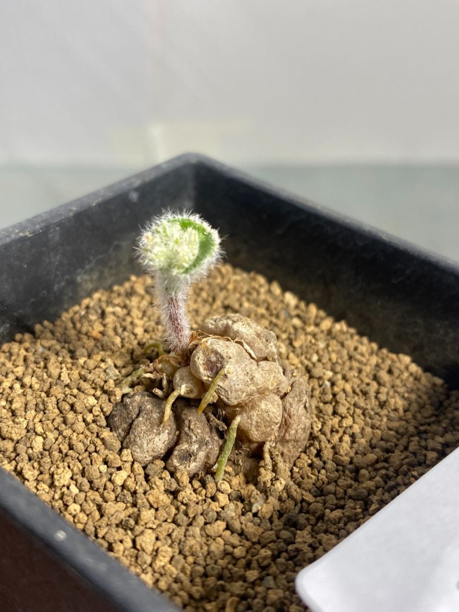 年末年始セール 希少サボテン波動霧氷玉 Eriospermum undulatum 年末年始セール 希少サボテン波動霧氷玉 Eriospermum undulatum