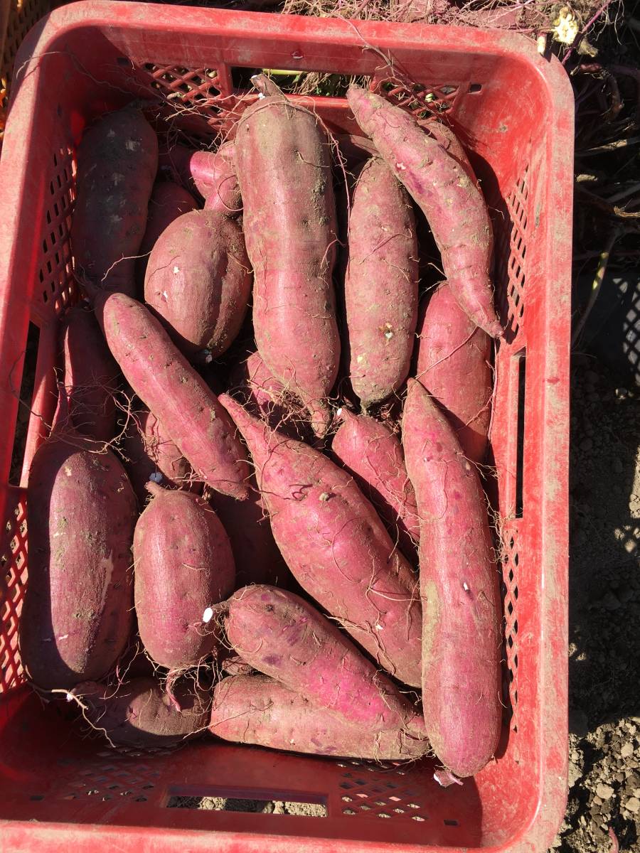 さつまいも苗 茨城県産 紅はるか 500本 Amazon | 茨城県産 さつまいも 追熟 紅はるか 5kg箱 (Mサイズ