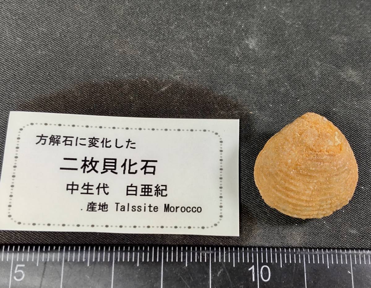 未使用】方解石に変わった二枚貝化石 年代 中生代 白亜紀 産地