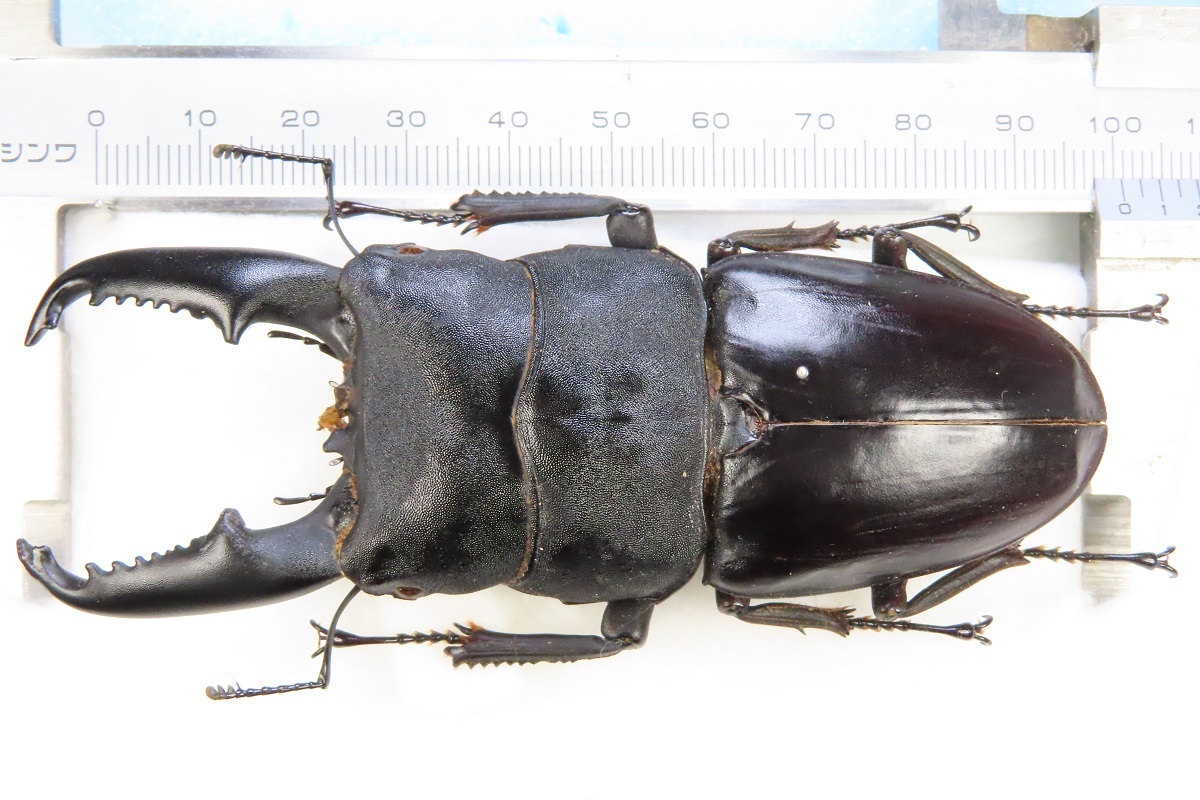 世界の珍奇クワガタムシ 世界の珍奇クワガタムシ