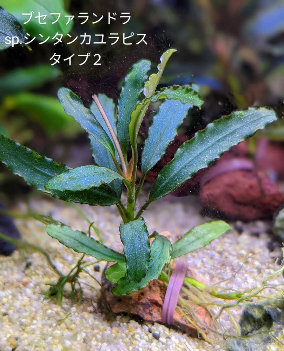 ブセファランドラ sp ムンタラン1（TB便） ブセファランドラsp.タイタン(東南便)(水上葉)(1株) | チャーム