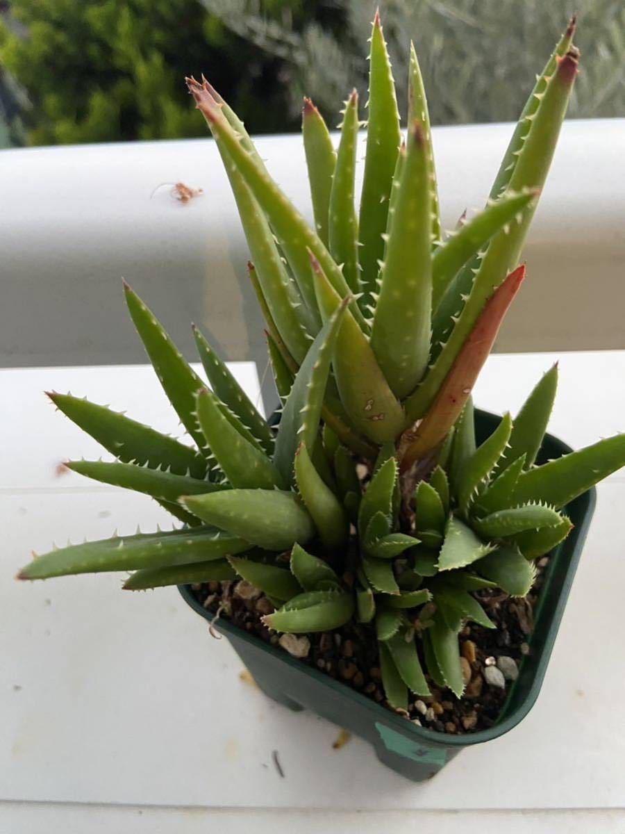 【現品】アロエ　ラモシシマ(ラモシッシマ　ラモッシシモ)　９号　Ｔ６番 現品】アロエ ラモシシマ(ラモシッシマ ラモッシシモ) 9号 T6番