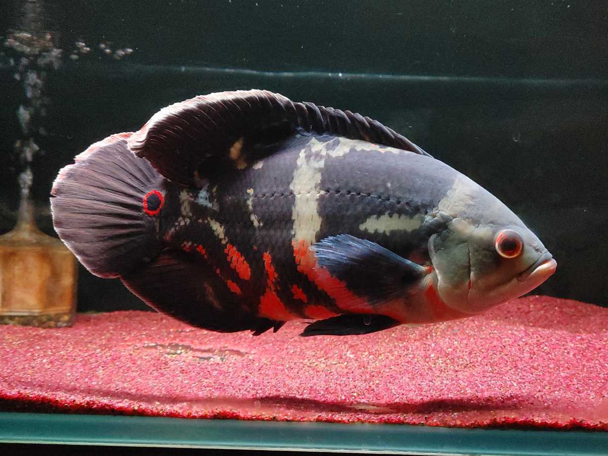 ノータスシロップのリーフレット