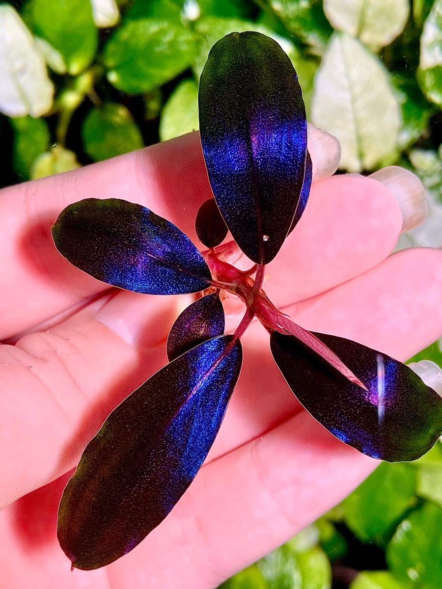 ブセファランドラ ダークエンジェル