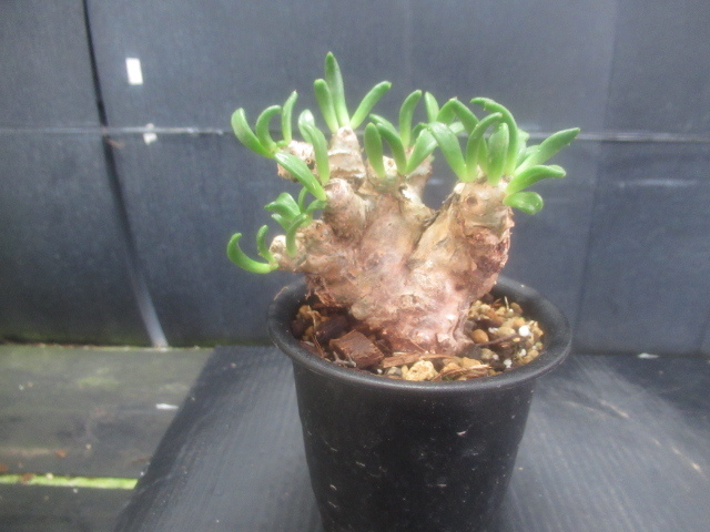 アルボクレシル胚珠リーフレット