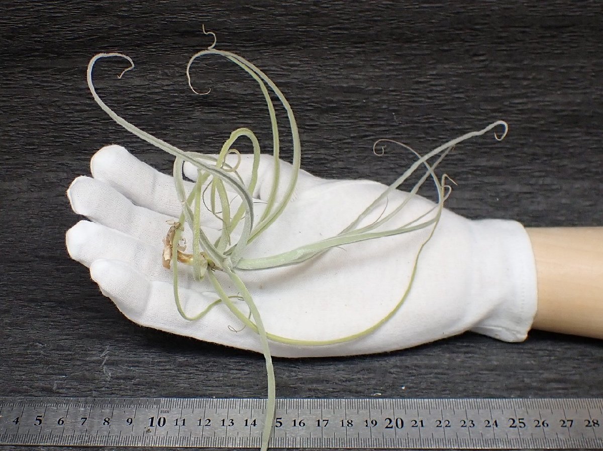 KNK　地球堂模型　CADET　85-V　未開封品　キャデット85-V KNK 地球堂模型 CADET 85-V 未開封品 キャデット85-V