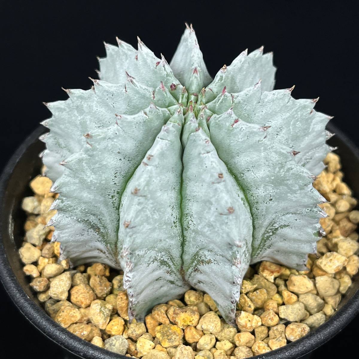 100%新品，最新作 《PW》ユーフォルビア“ホリダ「勝岡アルバ」”多肉植物