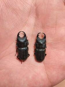 久米島産オキナワネブト1♂ 未使用】貴重・レア産地 久米島産 オキナワネブトクワガタ 幼虫10頭