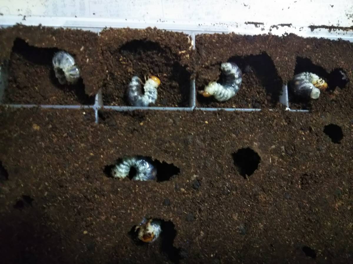 未使用】貴重・レア産地 久米島産 オキナワネブトクワガタ 幼虫10頭
