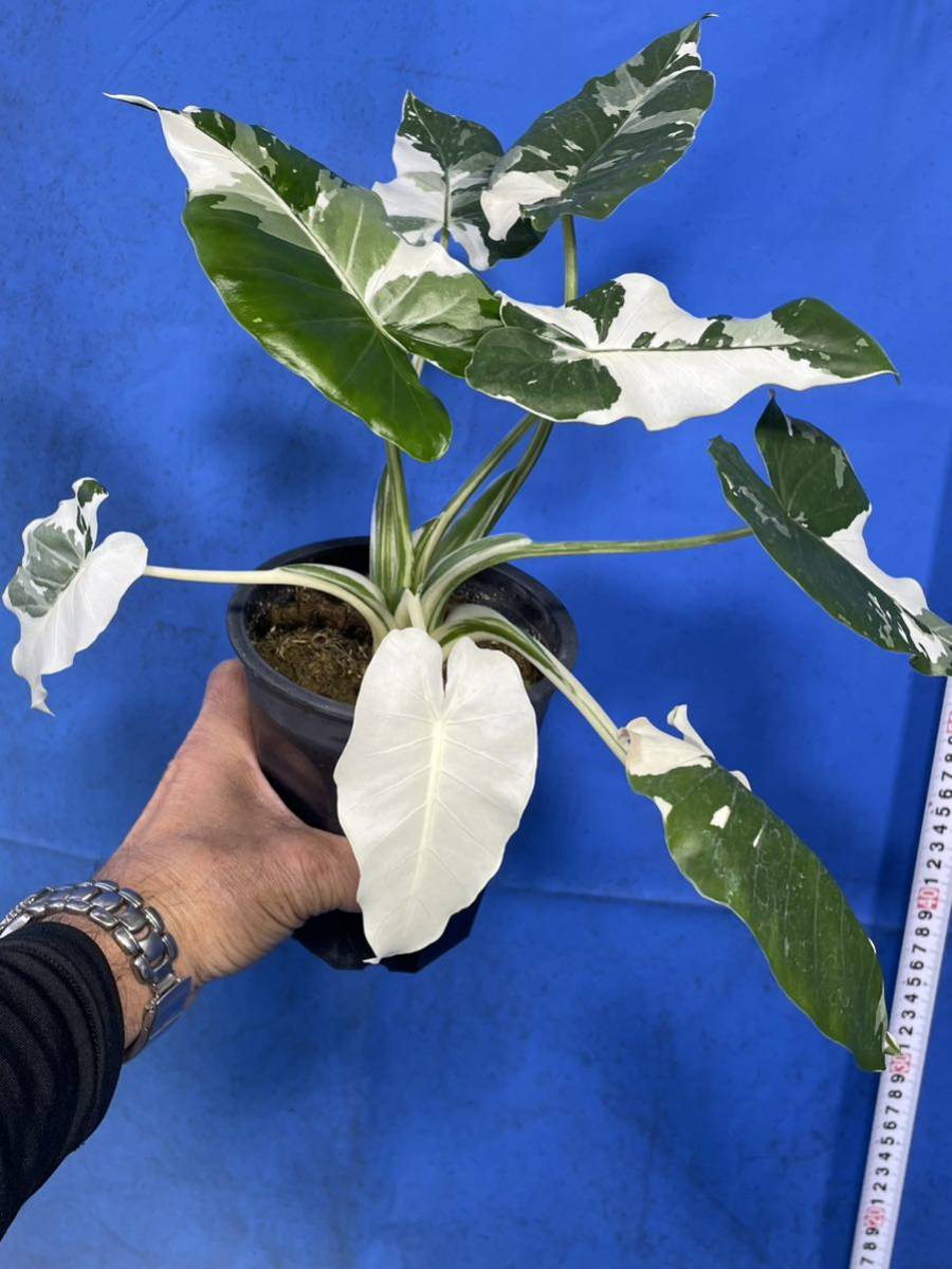 斑入り クワズイモ アロカシア カモフラ柄