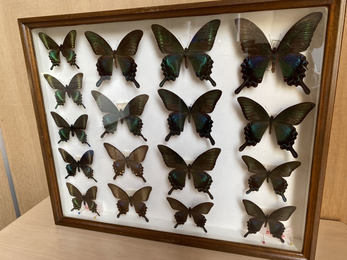 ミヤマ、カラスアゲハ標本箱