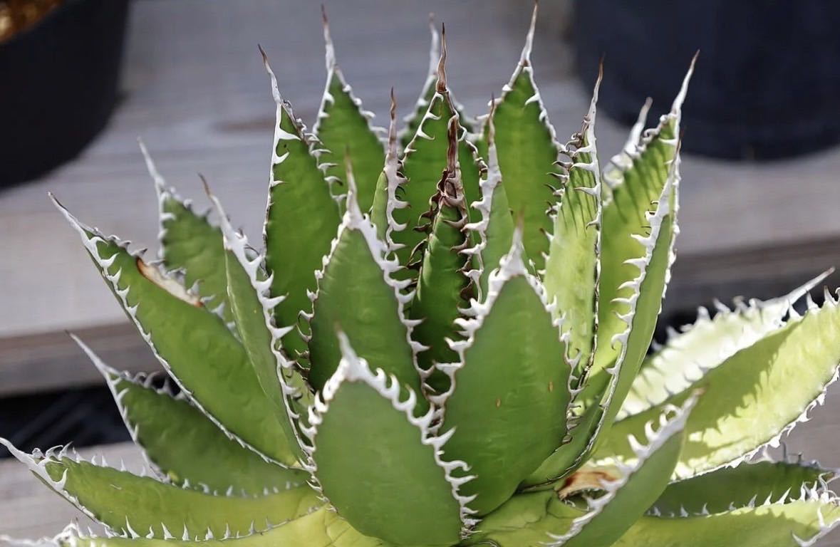 超特大 アガベ ホリダ　US輸入株　引き取り限定 超特大 アガベ ホリダ US輸入株 引き取り限定