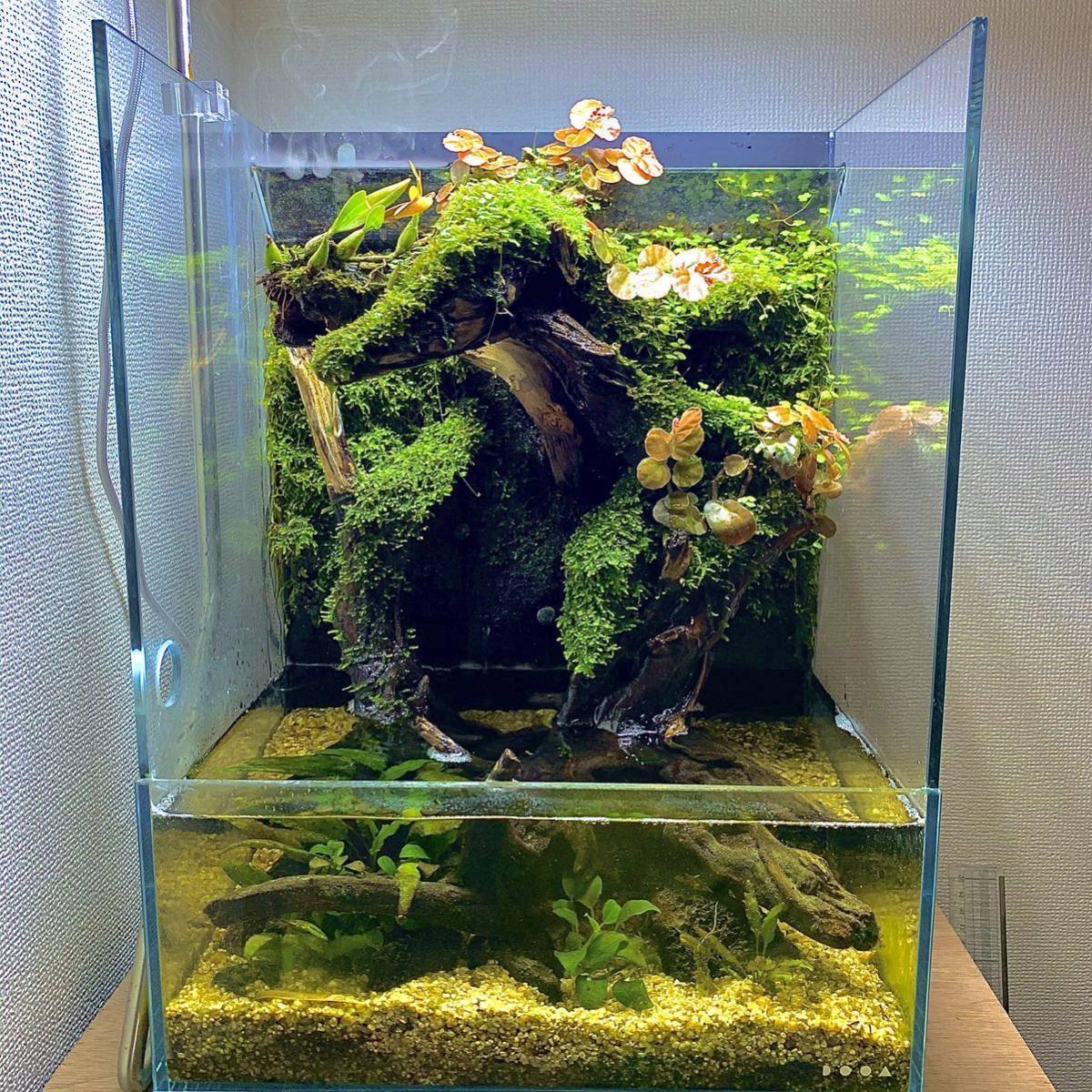 DOOA ソルスタンドG ADA アクアデザインアマノ 廃盤品