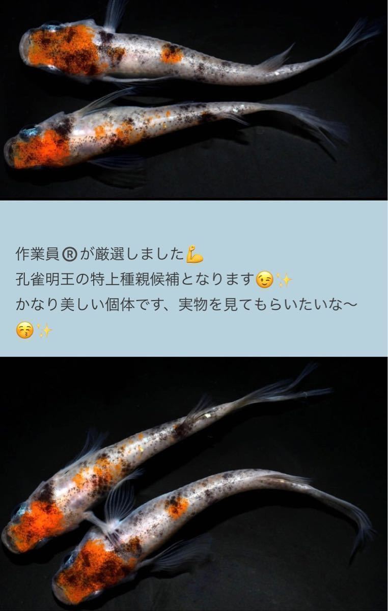 未使用】【亀遊メダカ】大大増量 特上 孔雀明王 美白 有精卵30+a 舞 ...