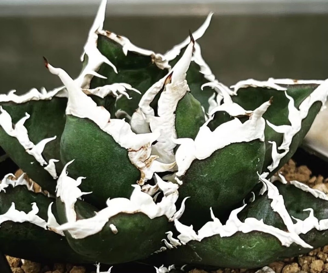 アガベ　チタノタ　狼人　⑤ アガベ チタノタ 狼人 / Agave titanota were wolf | Amour.