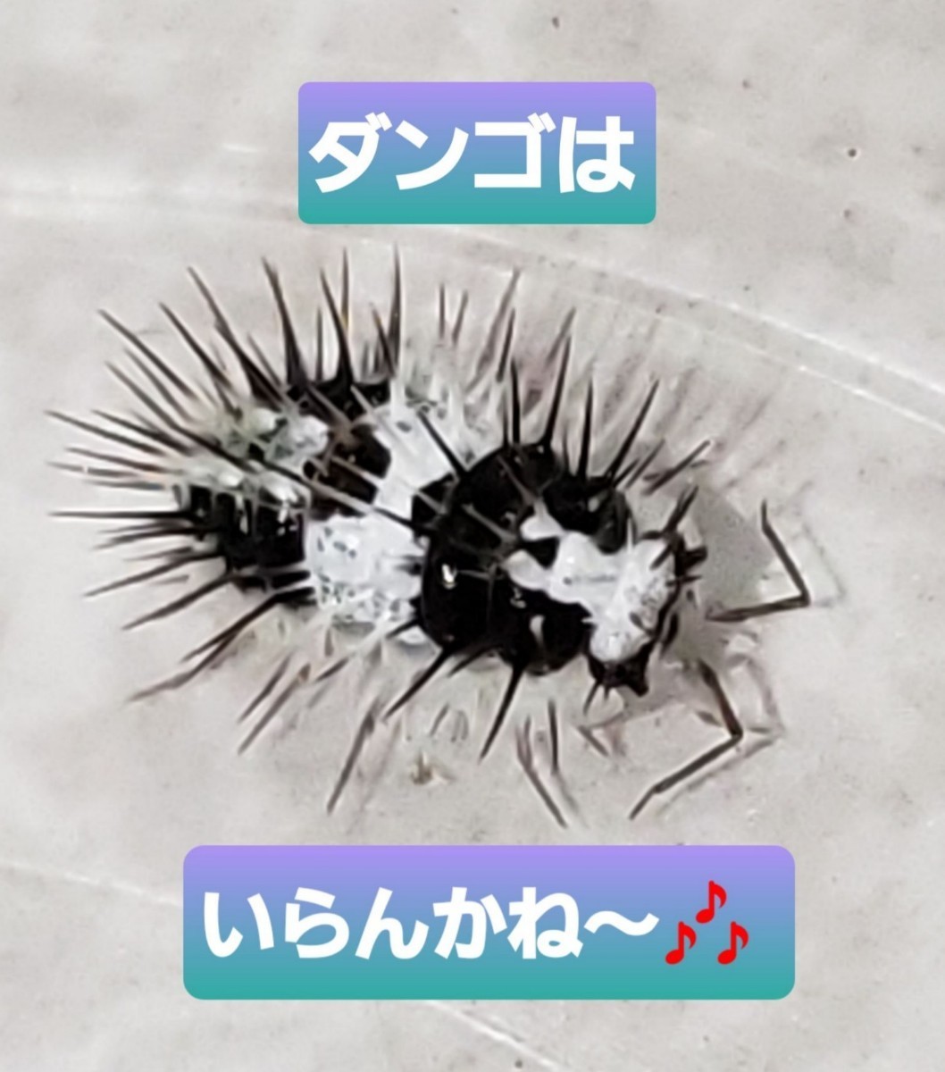 CB成体】ホワイトスカル/Laureola sp. White Skull 5匹＋保証2匹