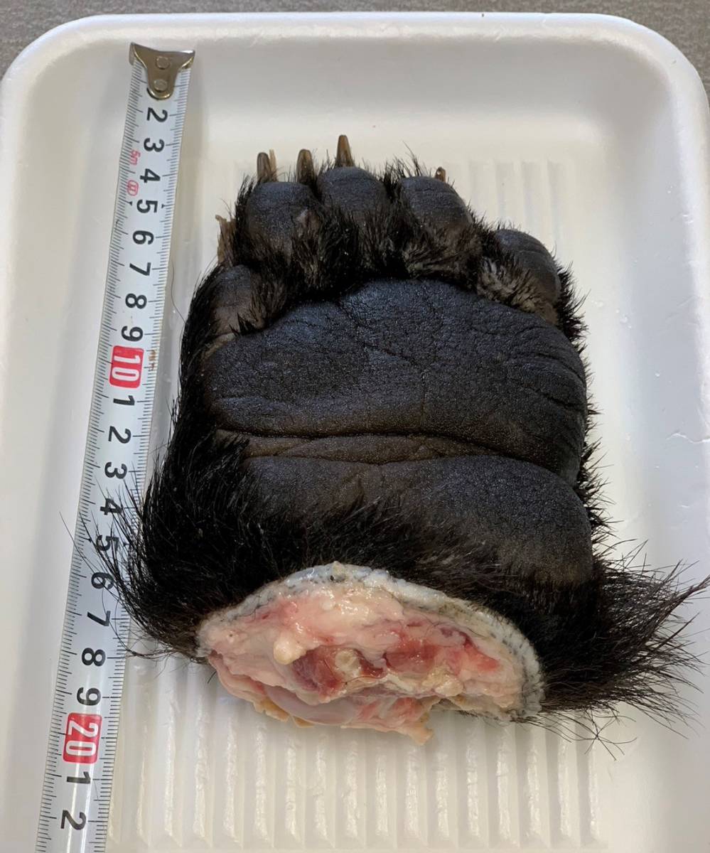 ジビエ】ツキノワグマ 熊の手足4個 2275g 天然 肉 鮮度最高 食品用