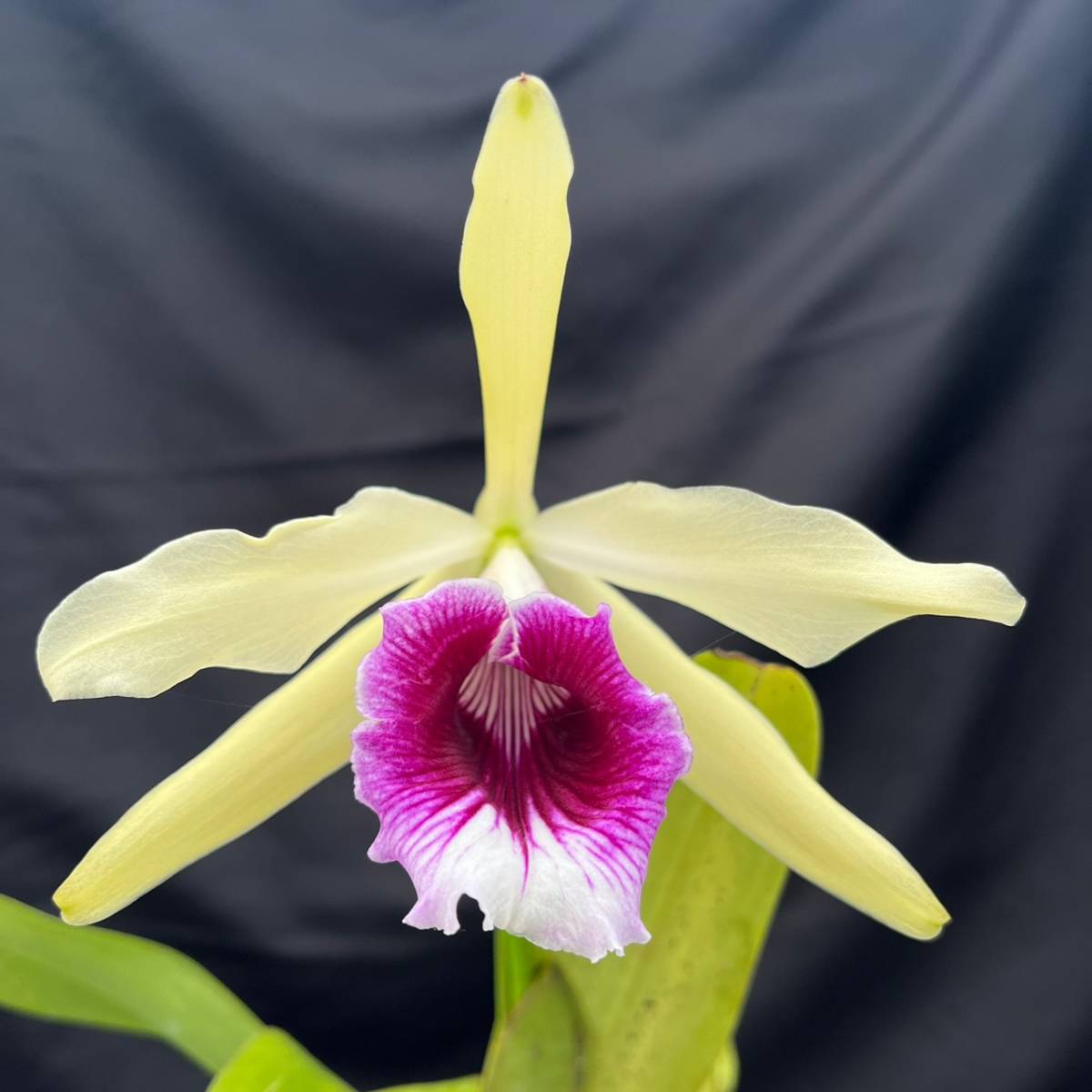 【やや傷や汚れあり】07.☆洋蘭カトレア(Cattleya)属☆ C. tenebrosa fma. aurea 花付 100 size