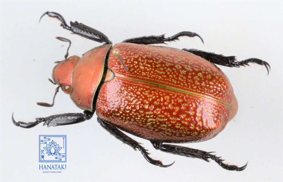 花滝】 プラチナコガネ最上位種 カニンガムプラチナコガネ 標本