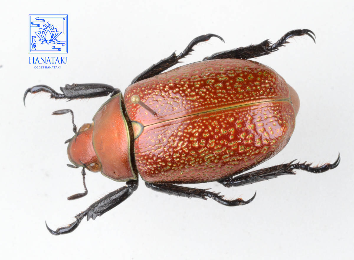未使用に近い】【花滝】 プラチナコガネ最上位種 カニンガムプラチナ
