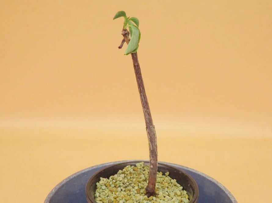 コーデックスパッケージ挿入