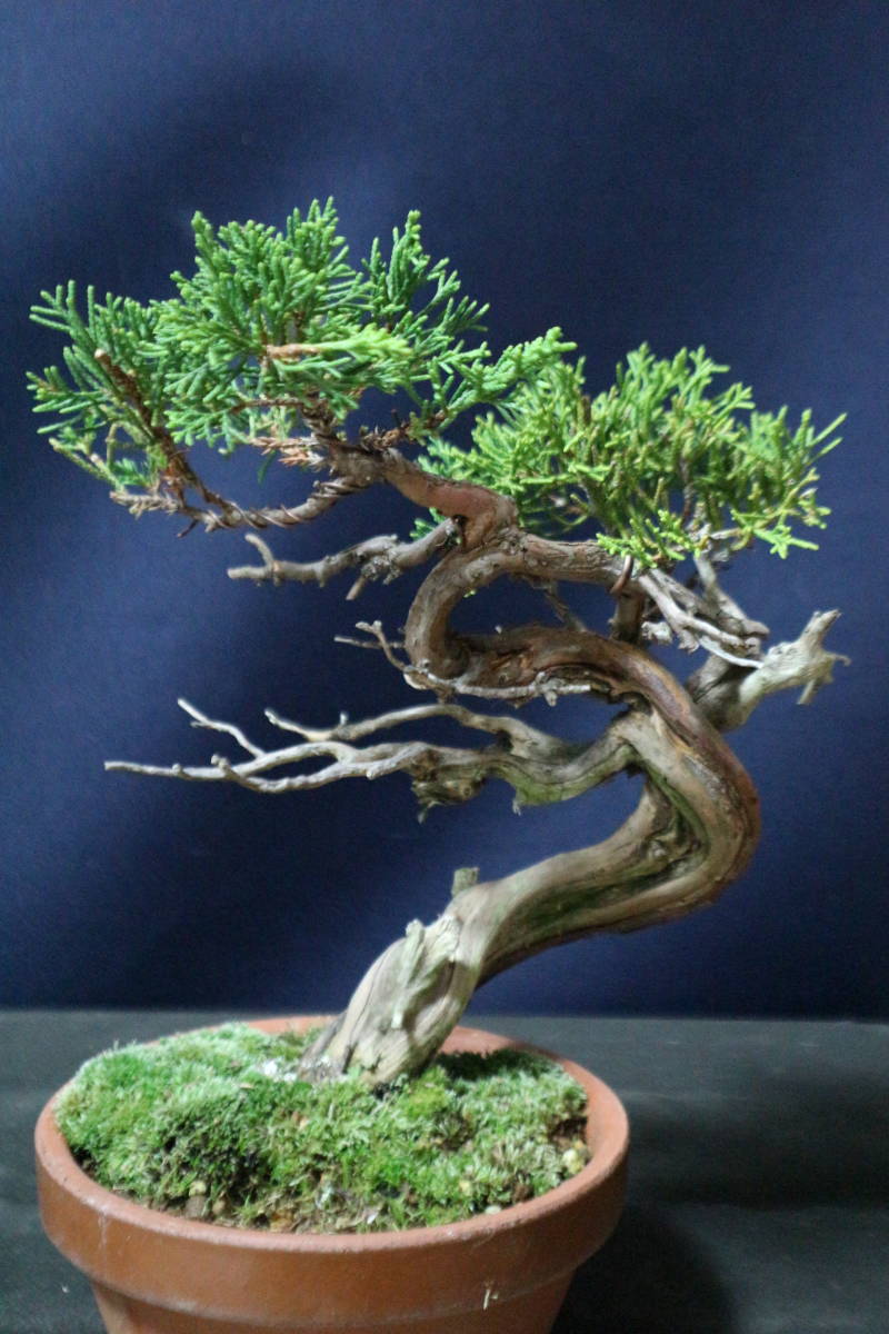糸魚川真柏35 小品盆栽 樹高約200mm 真柏盆栽松 真柏小品