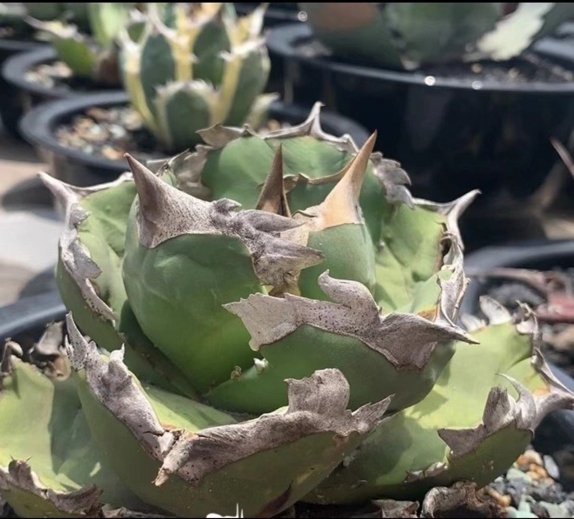 翼竜 agave titanota プテラノドン 発根済子株 アガベ チタノタ 子株