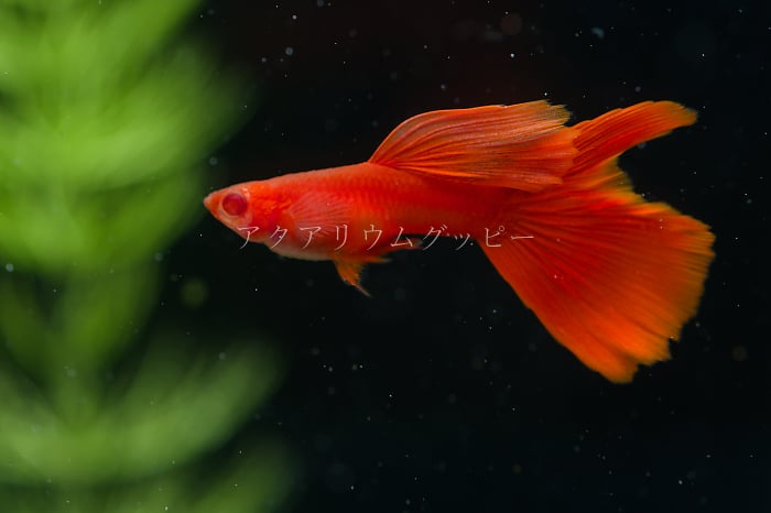 【未使用】【現物】水槽整理2A,2B,3A,3B RRE.Aフルレッドグラスベリー 〔アクアリウム グッピー 〕国産 グッピーの落札情報詳細 ...