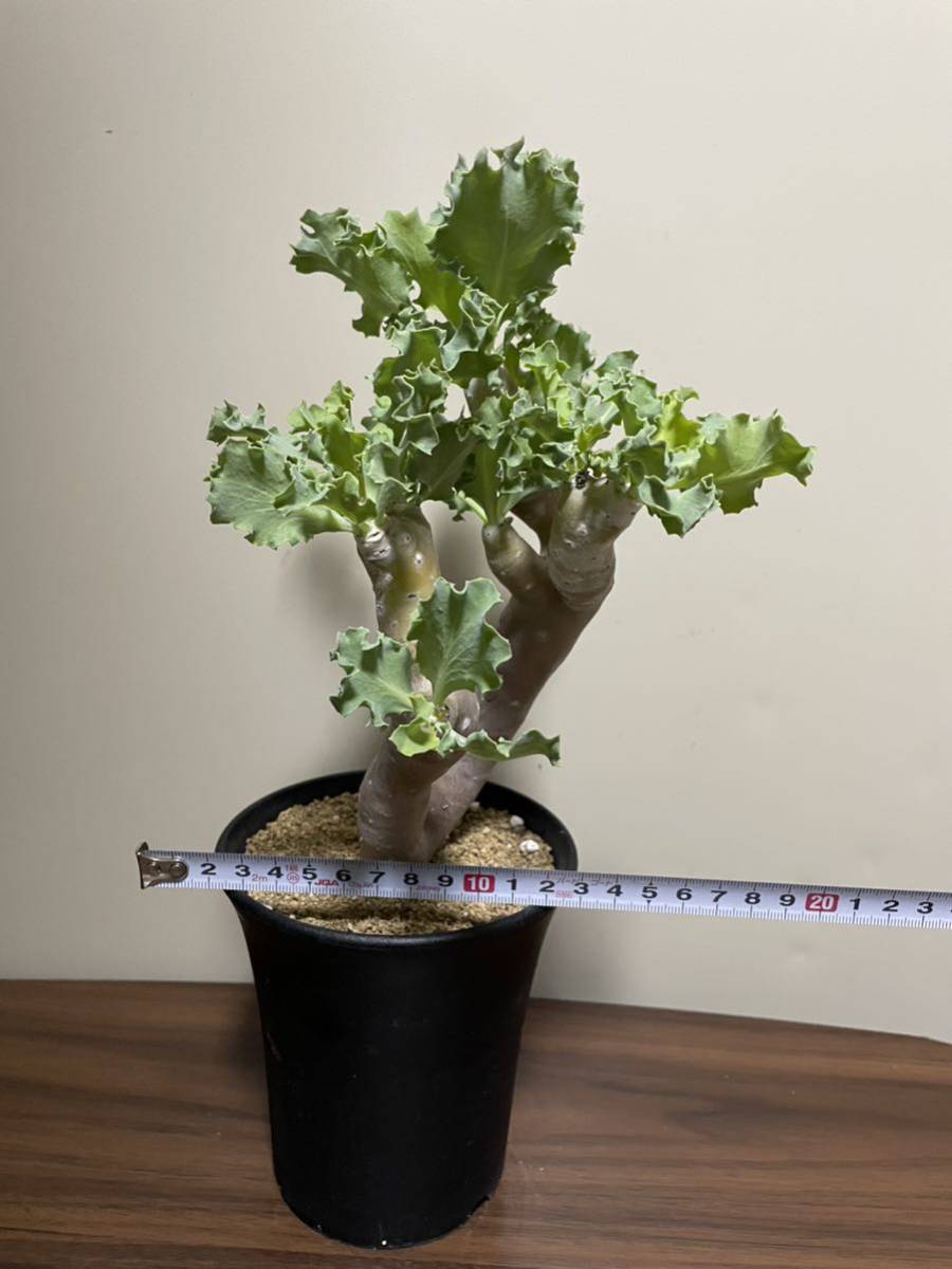 ② ユーフォルビア サピニー 実生 ／ パキプス グラキリス フォークイ