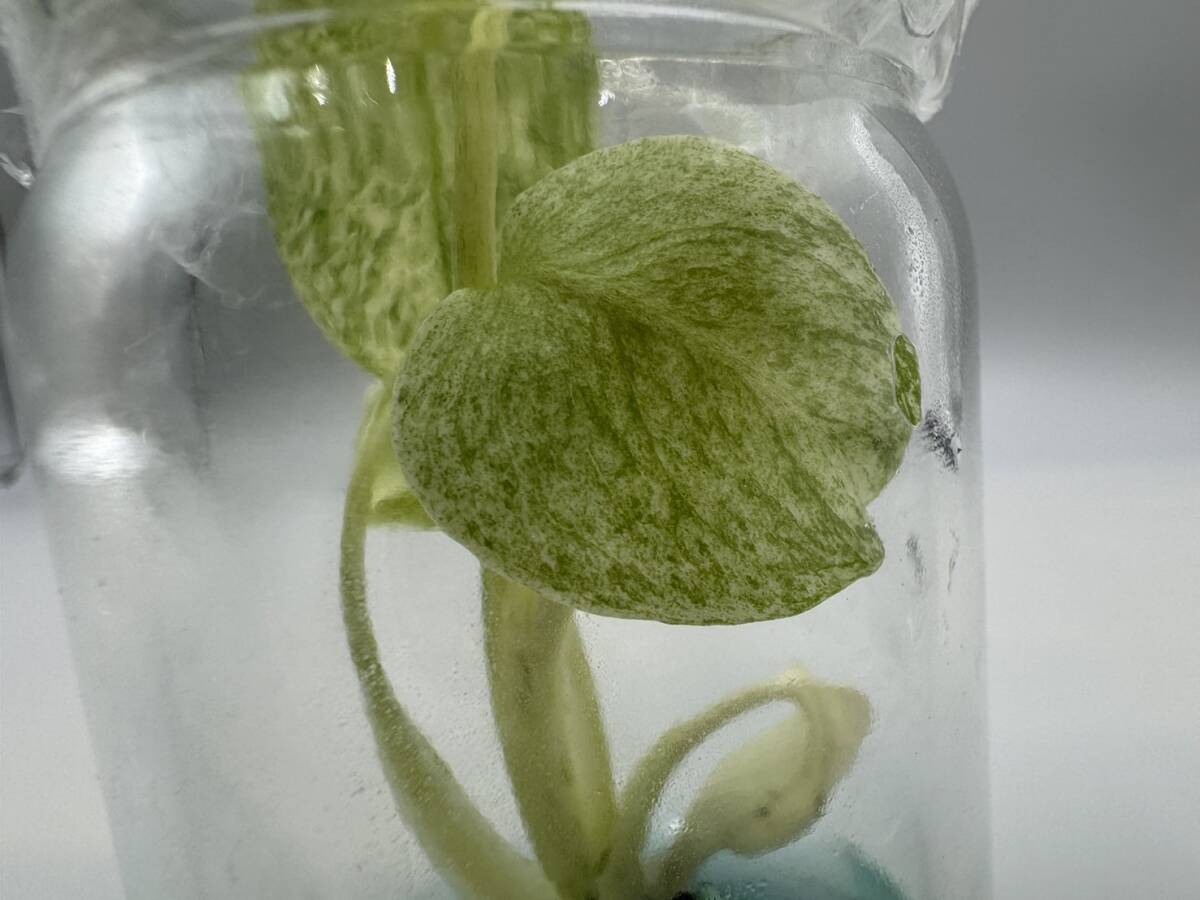 モンステラ デリシオーサ ミント グリーンスノー tissue culture モンステラ デリシオーサ ミント グリーンスノー tissue culture