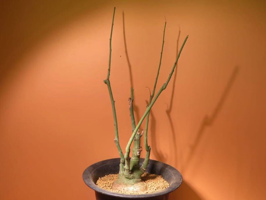 コーデックスパッケージ挿入