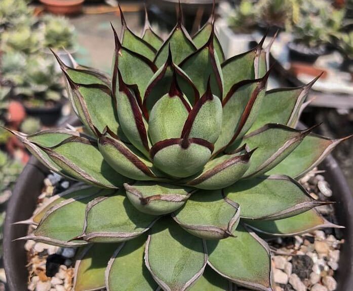 目立った傷や汚れなし】【子株】火焔青蓮 hybrid Agave ハイブリッド 