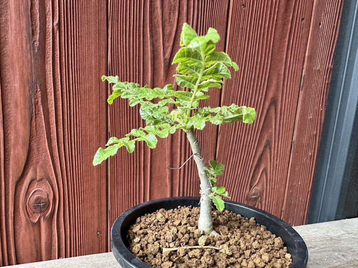 ボスウェリアサクラ 実生 大株) ボスウェリアサクラ ボスウェリア