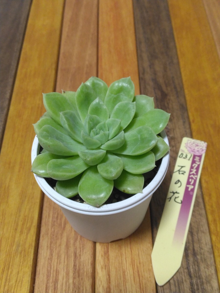 ❤️専用❤️ミックスベリア❤️ピーチック❤️抜き苗♪ 札なし