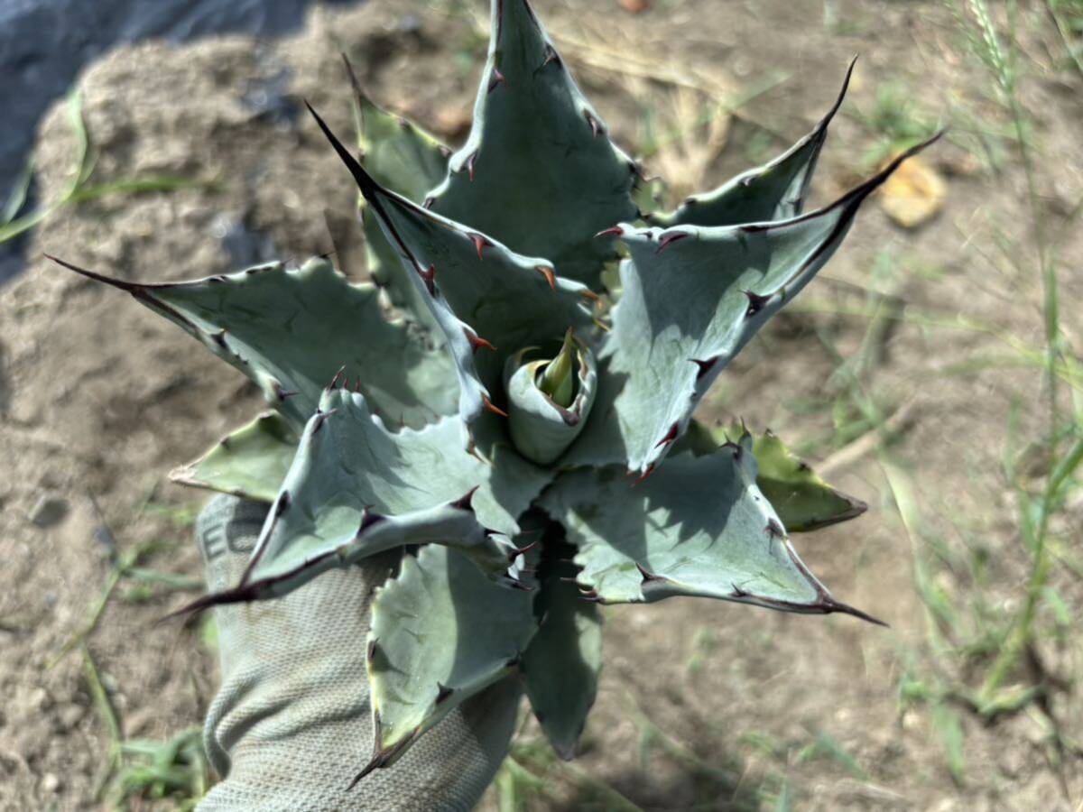 得価，セール 特選子株 Agave Leo アガベ レオ colorata hyb