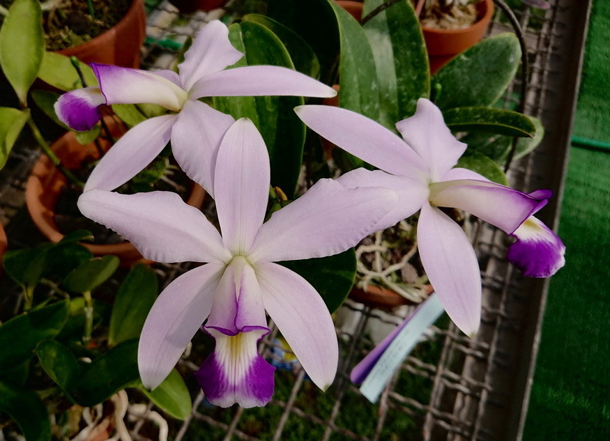 ★★洋蘭☆☆ C. purpurata albescens × self