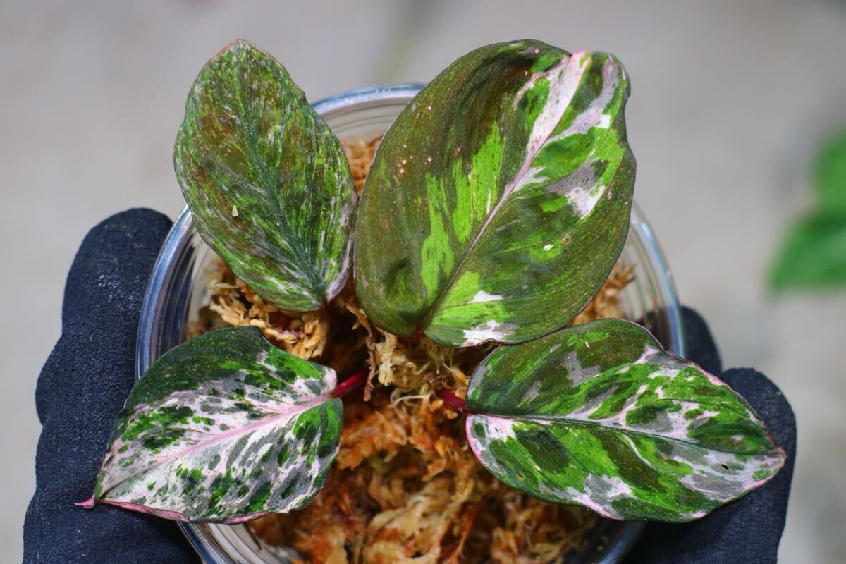 し*物様 Homalomena sp,/